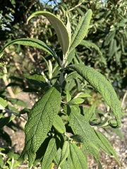 Buddleja salviifolia