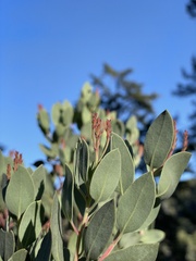 Arctostaphylos viscida pulchella
