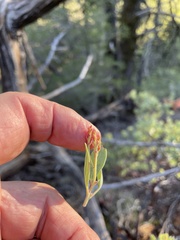 Arctostaphylos viscida pulchella