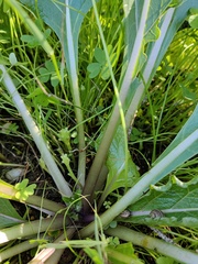 Mandragora autumnalis