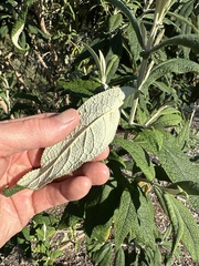 Buddleja salviifolia