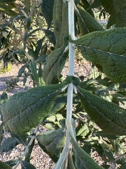 Buddleja salviifolia