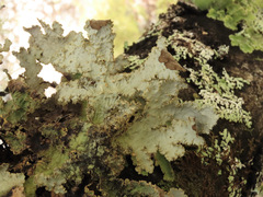 Yarrumia colensoi