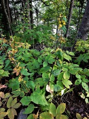 Solidago macrophylla