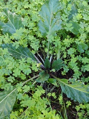 Mandragora autumnalis