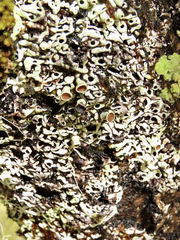 Menegazzia