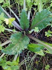 Mandragora autumnalis