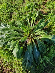 Mandragora autumnalis