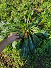 Mandragora autumnalis