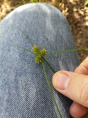 Cyperus sesquiflorus