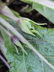 Mandragora autumnalis