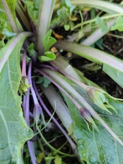 Mandragora autumnalis