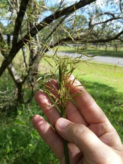 Capillipedium spicigerum