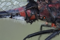 Leucorrhinia proxima