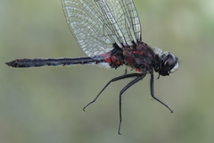 Leucorrhinia proxima