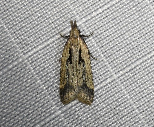 Dichomeris aglaia Hodges, 1986