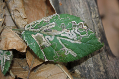 Stigmella aurella