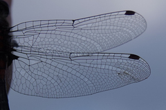 Leucorrhinia proxima