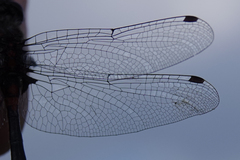 Leucorrhinia proxima