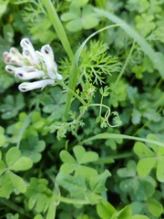Fumaria agraria