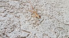 Anolis lineatopus
