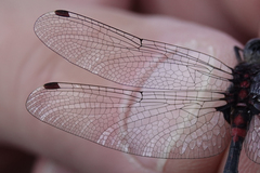 Leucorrhinia proxima