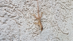 Anolis lineatopus