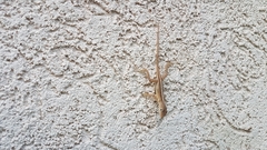 Anolis lineatopus