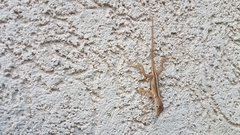 Anolis lineatopus
