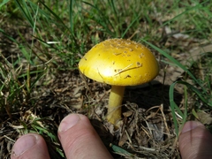 Amanita flavella