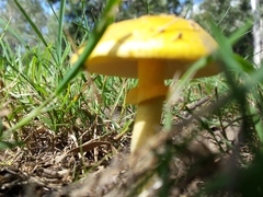 Amanita flavella
