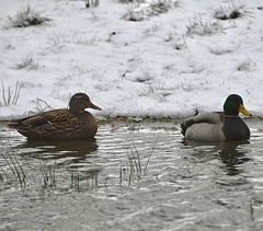 Anas platyrhynchos platyrhynchos