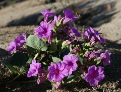 Mirabilis multiflora pubescens