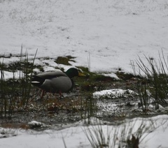 Anas platyrhynchos platyrhynchos