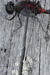 Leucorrhinia proxima