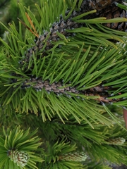 Pinus mugo