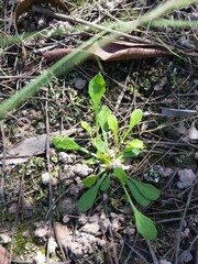 Sphaeromorphaea australis