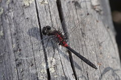 Leucorrhinia proxima