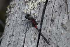 Leucorrhinia proxima