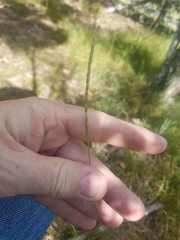 Eremochloa bimaculata