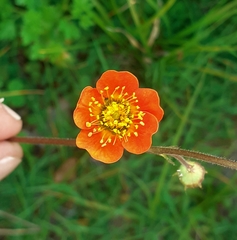 Geum quellyon