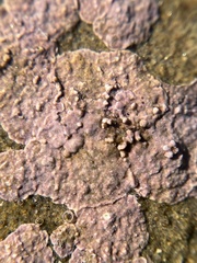 Lithothamnion