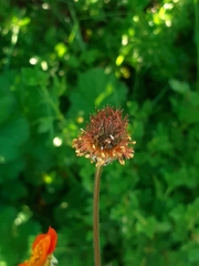 Geum quellyon