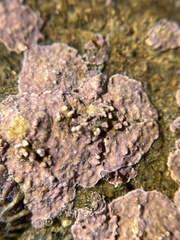 Lithothamnion