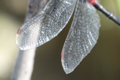 Leucorrhinia glacialis