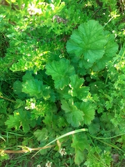 Geum quellyon