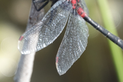 Leucorrhinia glacialis