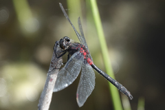 Leucorrhinia glacialis