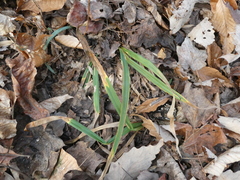 Carex glaucodea