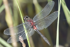 Leucorrhinia proxima